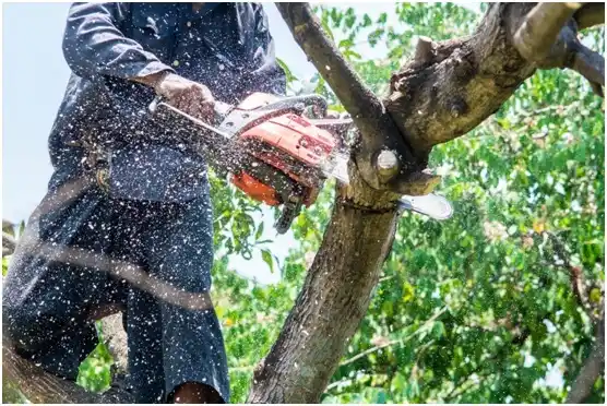 tree services North Vandergrift